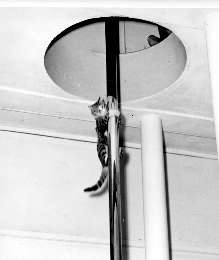 Sam the cat climbing a firehouse pole
